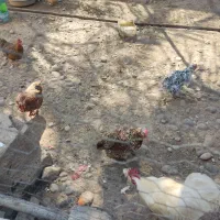 مرغ|حیوانات مزرعه|گتوند, |دیوار