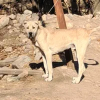 واگذاری سگ سرابی ۲۰ ماهه قد ۸۰