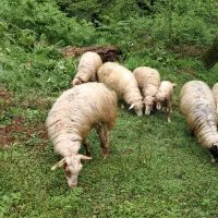 گوسفند جوان چاق و چله حدود ۴۰کیلویی همراه با قصاب