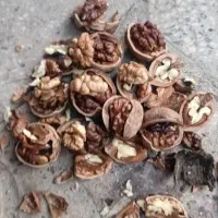 گردو فسنجونی ۶۰درصدسفید