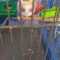 سهره|پرنده|تهران, افسریه جنوبی|دیوار