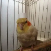 یک جفت عروس هلندی