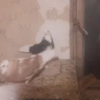 فروش نه عدد شازده