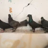 سیاه سرکه ای ابادانی