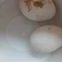 تخم غاز دورگه