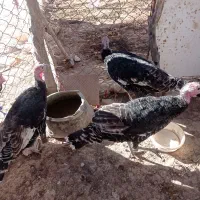 8عدد غازو3عدد  بوقلمون و8عدد مرغ به فروش میرسد