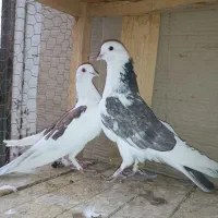 نرماده پرشی قم