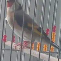 جفت سهره نروماده بابه جفت