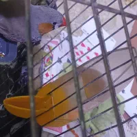 مرغ عشق ، فنچ