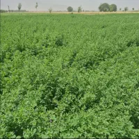 یونجه تازه چین