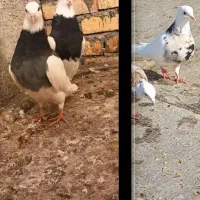 طوقی|پرنده|درگز, |دیوار