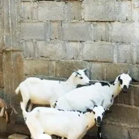 بزسومالی|حیوانات مزرعه|خورموج, |دیوار