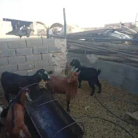 بره باکره بزابستن|حیوانات مزرعه|یزد, |دیوار