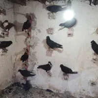 کفتر|پرنده|یزدان شهر, |دیوار