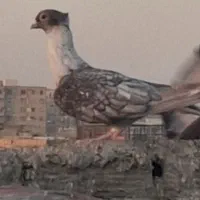 موشی کاکلی ماده