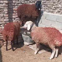 بره ماده میش بز قوچ