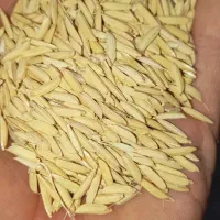 تخم بذر هاشمی درجه یک