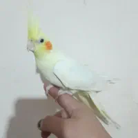 عروس هلندی لوتینو البینو دوکت اهویی گلباقالی