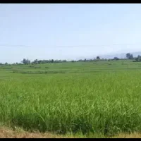 فروش-دوهزار-متر-شالیزار-سنتی-متری-350هزارتومان