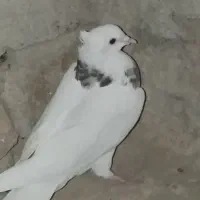 کفتر|پرنده|نیمروز, |دیوار