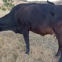 گاو سویسی اصل