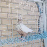 چهارتا دنبی نر