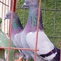 کبوترپاکستانی.سبزهارا