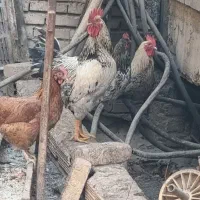 خروس|حیوانات مزرعه|رباطکریم, شهرک صنعتی نصیرآباد|دیوار