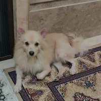 سگ پامرانی|سگ|بابل, |دیوار