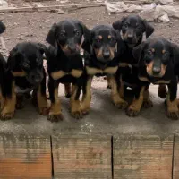 فروش سگ دوبرمن