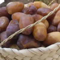 فروش محبوبترین رطب در بین جهرمی ها