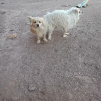 سگ پاکوتاه نژاد پامر