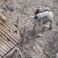 واگذاری سگ شکاری