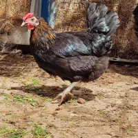 انواع مرغ و خروس محلی و نژاد دار