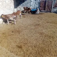 گاو وگوساله