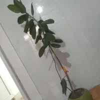 گل و گلدان|گل و گیاه طبیعی|ایلام, |دیوار