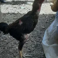 خروس لاری
