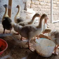 جوجه غازه 50روزه