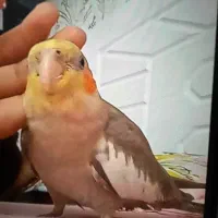 طوطی عروس گمشده