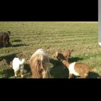 بز  شیری|حیوانات مزرعه|داران, |دیوار