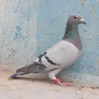 پلاکی عراق مسابقاتی درجه یک|پرنده|اهواز, کمپلو شمالی|دیوار