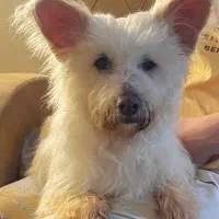 واگذاری تریر ماده عقیم ۲ساله