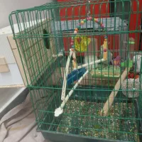 عروس هلندی|پرنده|قدس, شهرقدس|دیوار