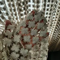 پرده پذیرایی|پرده، رانر، رومیزی|بروجرد, |دیوار