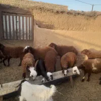 ۱۵ بره ماده قیمت توافقی