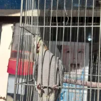 ی جفت عروس هلندی آماده برا دستی کردن