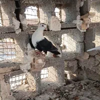 پرنده سالم وسرحال|پرنده|شوشتر, |دیوار