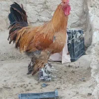 خروس برهما