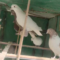 کبوتر پرشی|پرنده|سیرجان, |دیوار