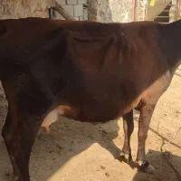 فروش گاو جرسی|حیوانات مزرعه|کوشکنار, |دیوار